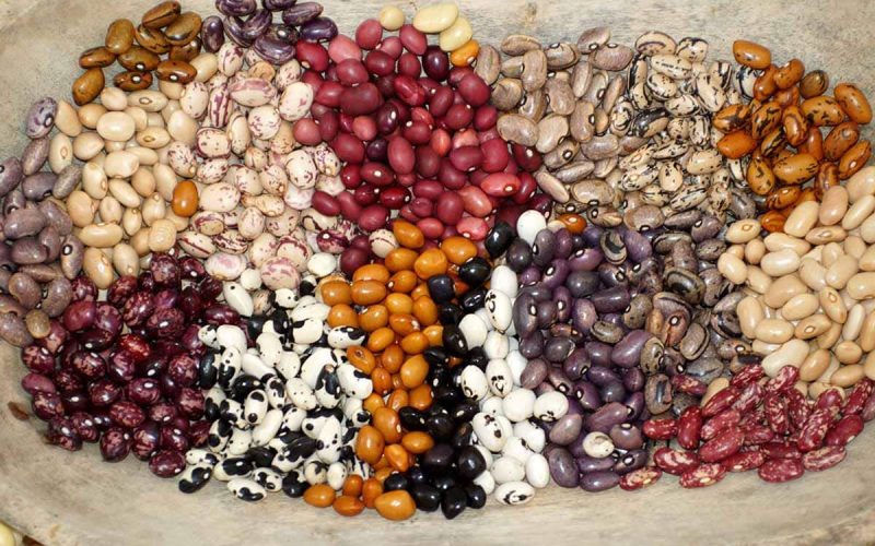 Different Types of Beans