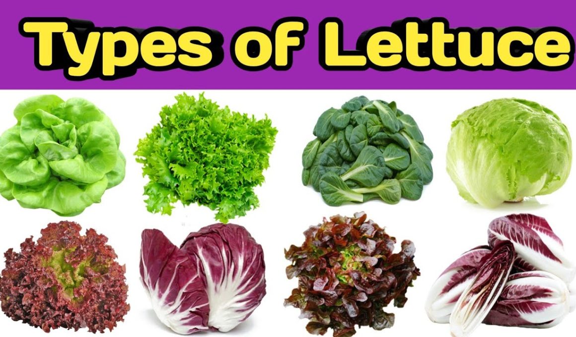 Different Types of Lettuce