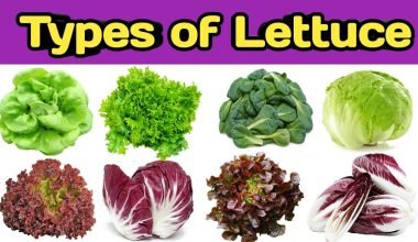 Different Types of Lettuce