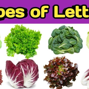 Different Types of Lettuce