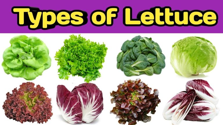 Different Types of Lettuce