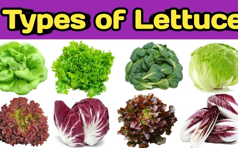 Different Types of Lettuce