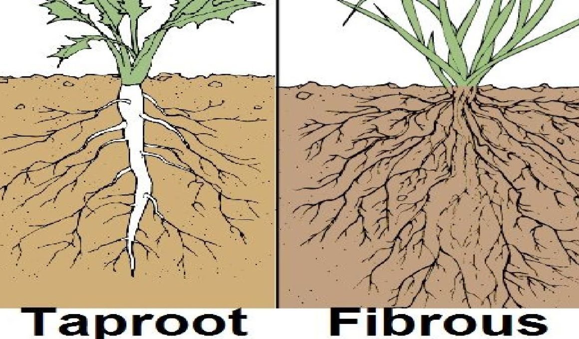 Different Types of Roots