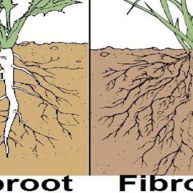 Different Types of Roots