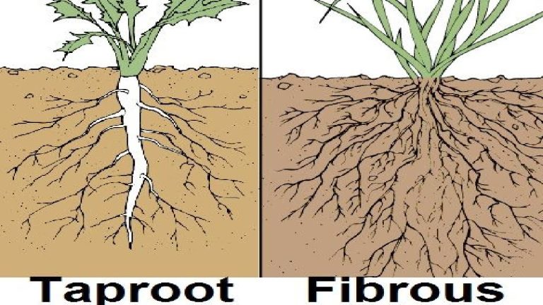 Different Types of Roots
