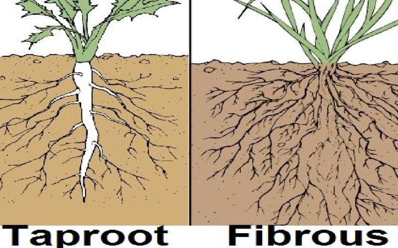 Different Types of Roots