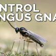 How to Get Rid Of Fungus Gnats