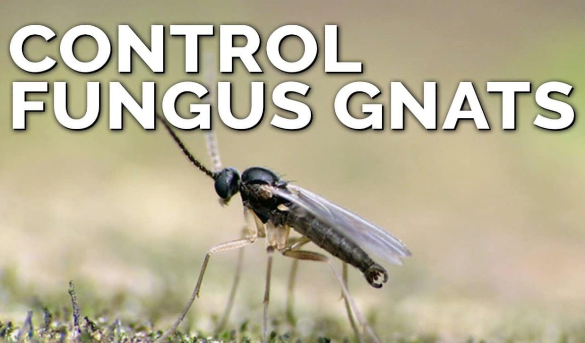 How to Get Rid Of Fungus Gnats