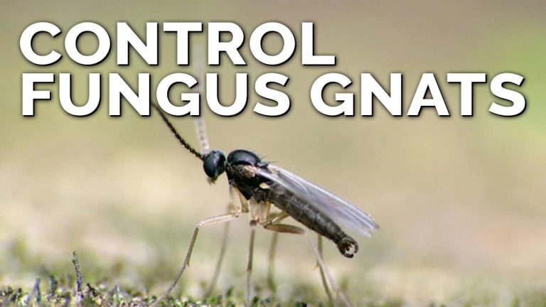 How to Get Rid Of Fungus Gnats