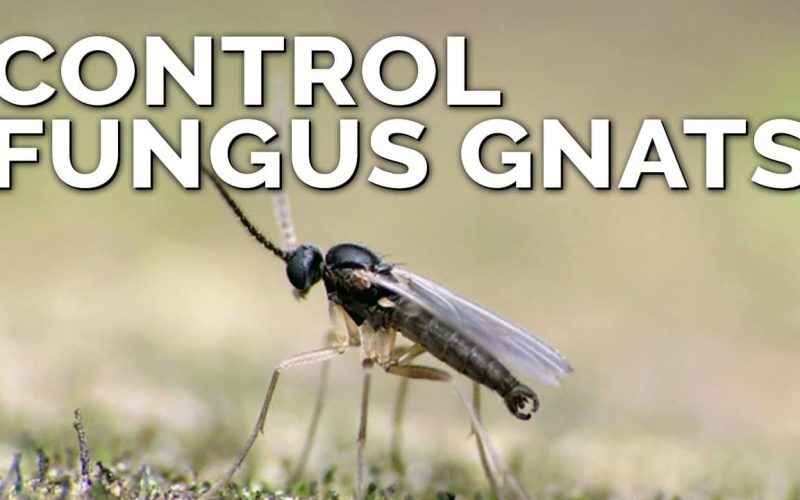 How to Get Rid Of Fungus Gnats