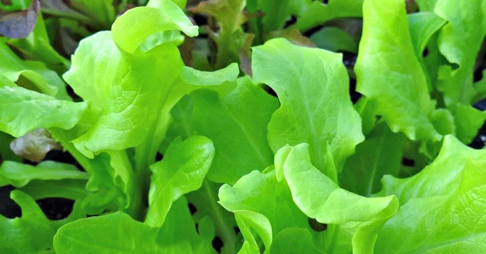 Loose-Leaf Lettuce - Different Types of Lettuce