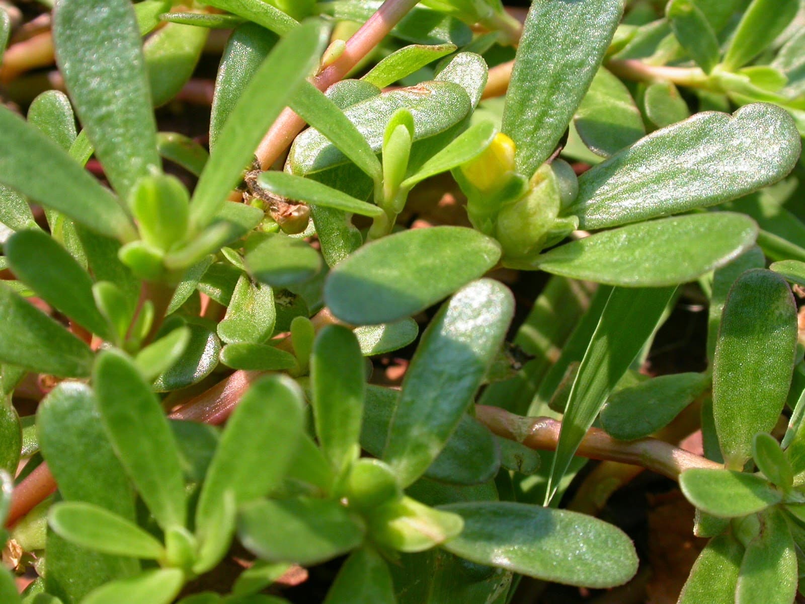 Purslane