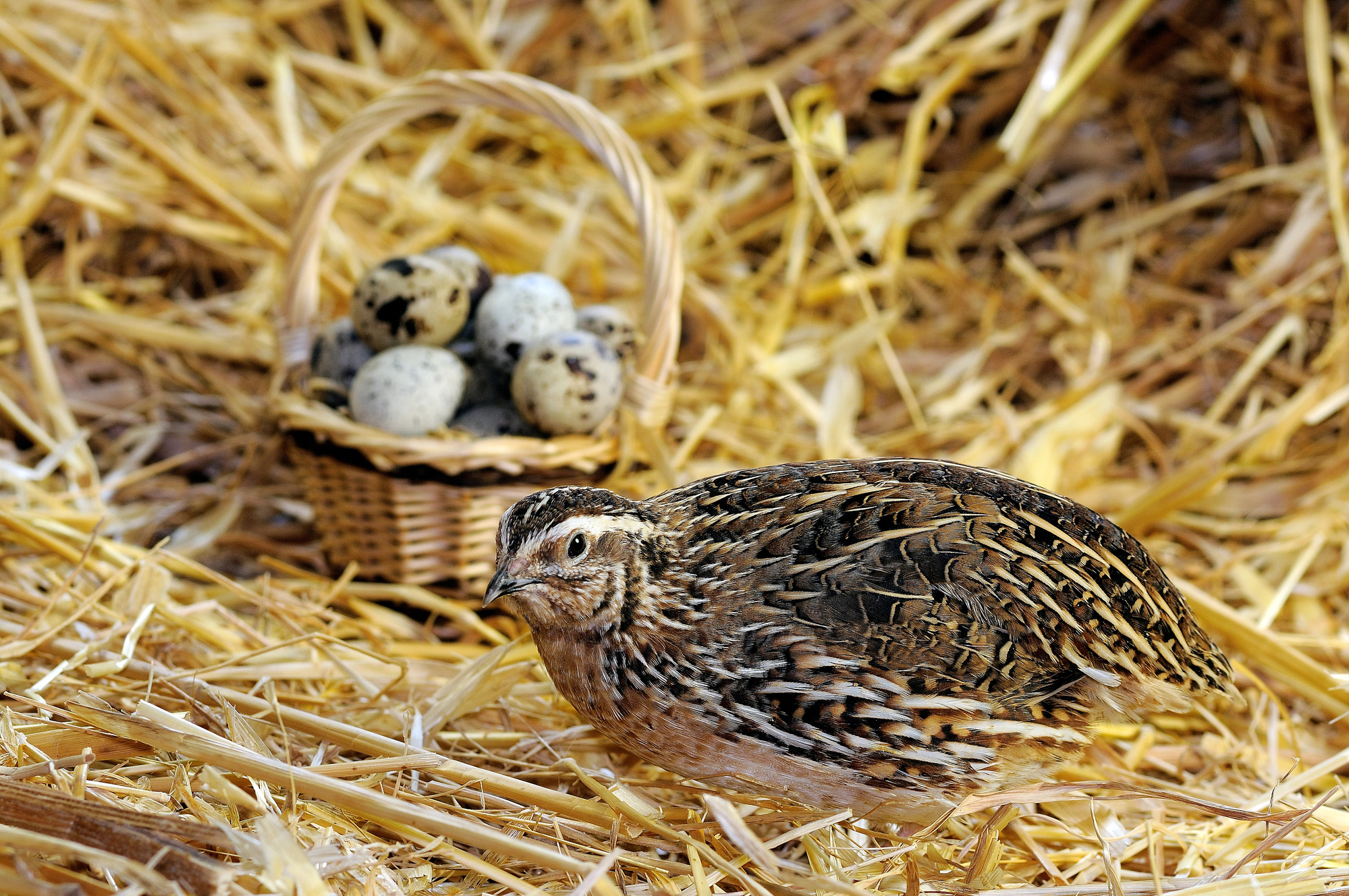 Quail Eggs