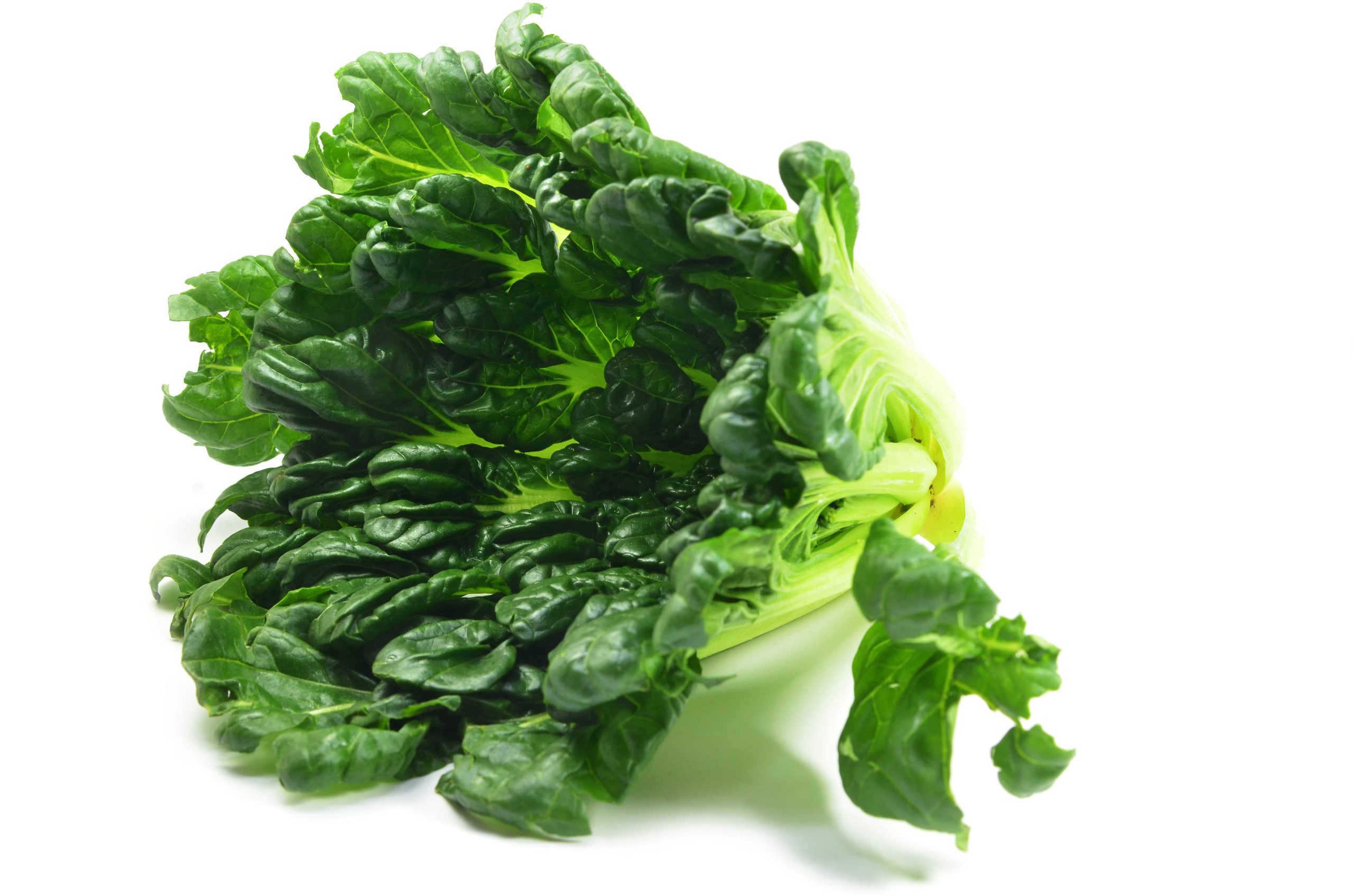 Tatsoi Lettuce