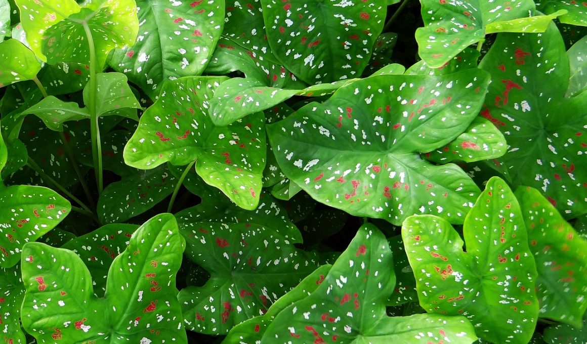 Caladium Houseplant