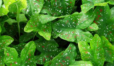 Caladium Houseplant