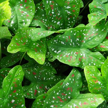 Caladium Houseplant