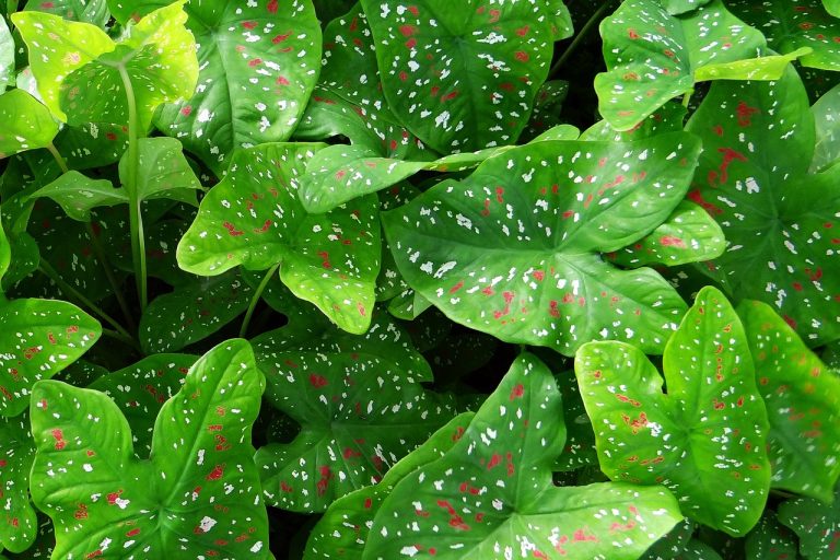 Caladium Houseplant
