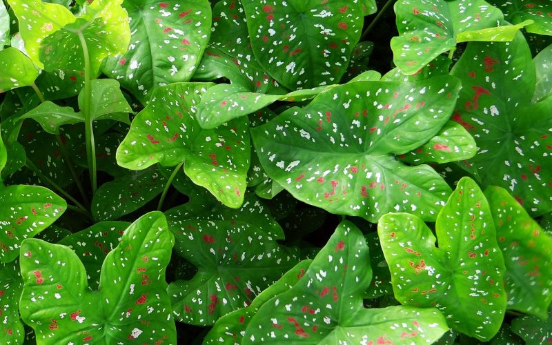 Caladium Houseplant