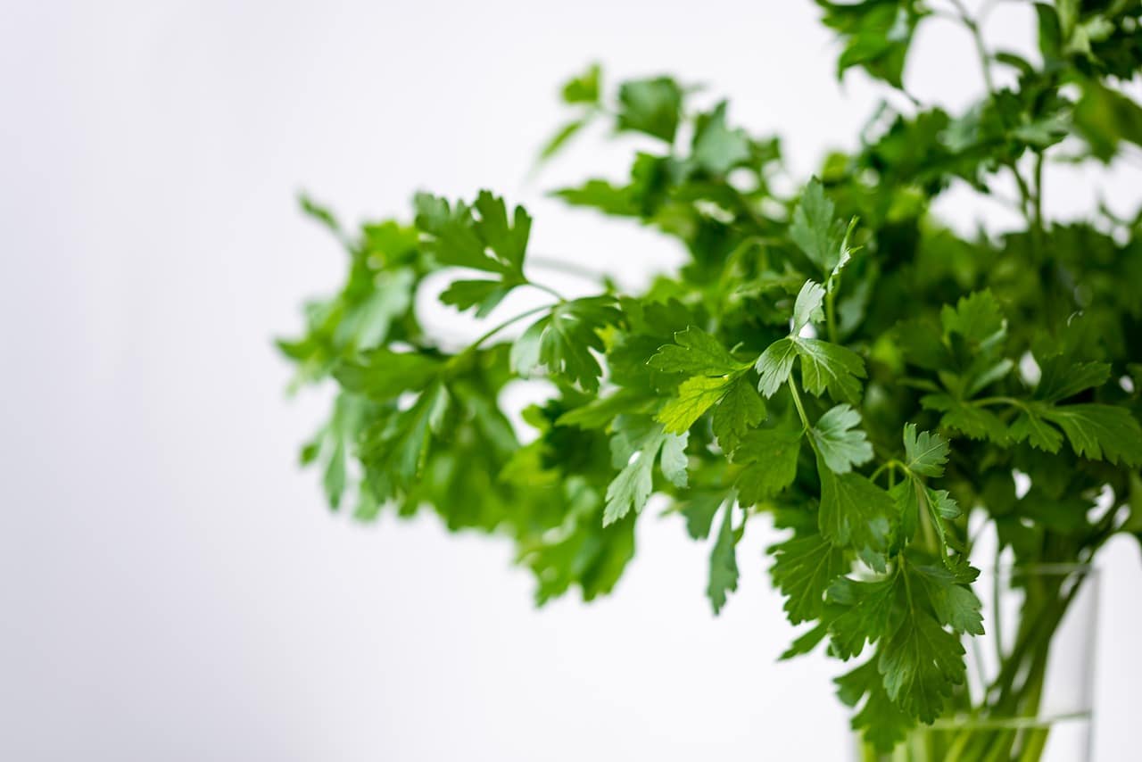 Cilantro