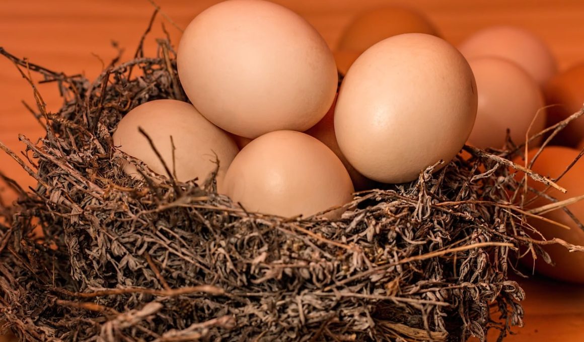 Different Types of Eggs