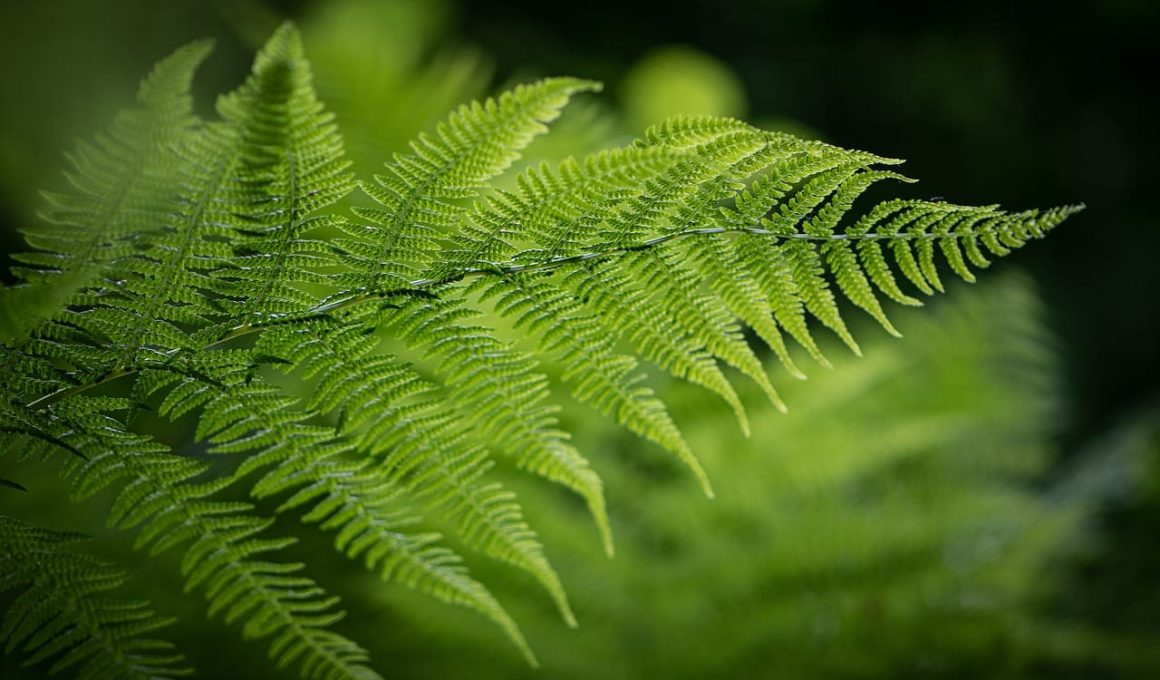 Fern Houseplant