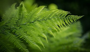 Fern Houseplant