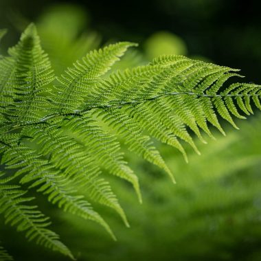 Fern Houseplant