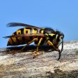 How to Get a Wasp Out of Your House