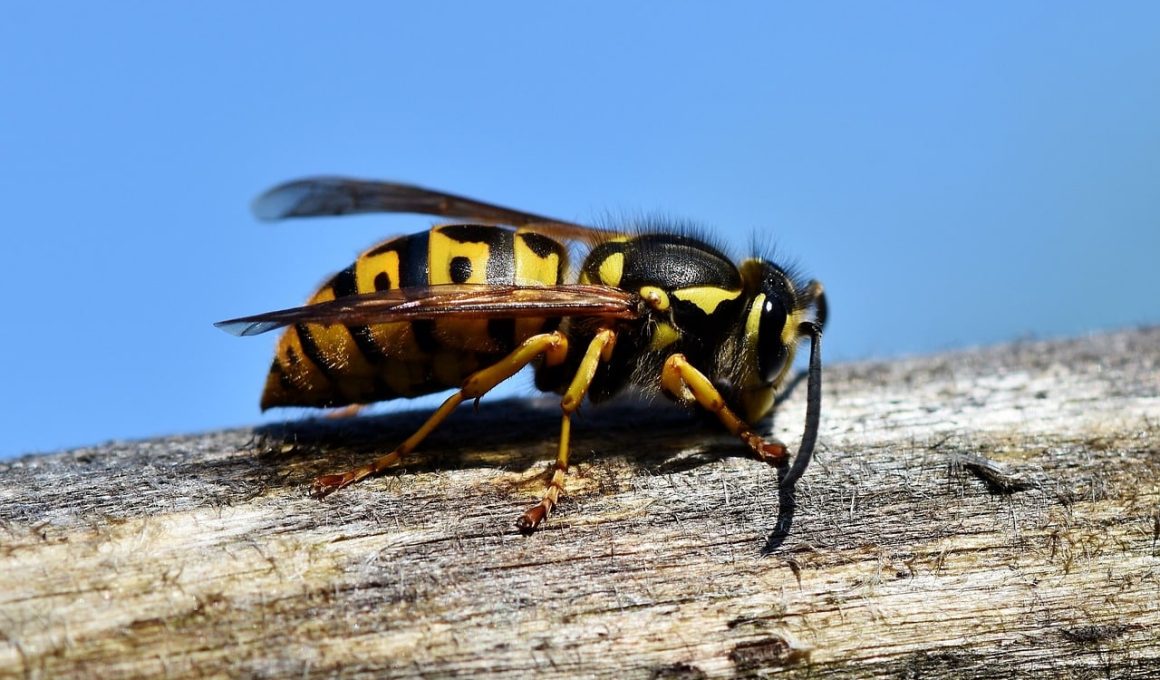 How to Get a Wasp Out of Your House