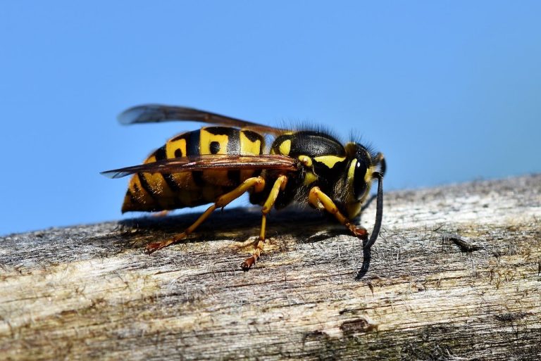 How to Get a Wasp Out of Your House
