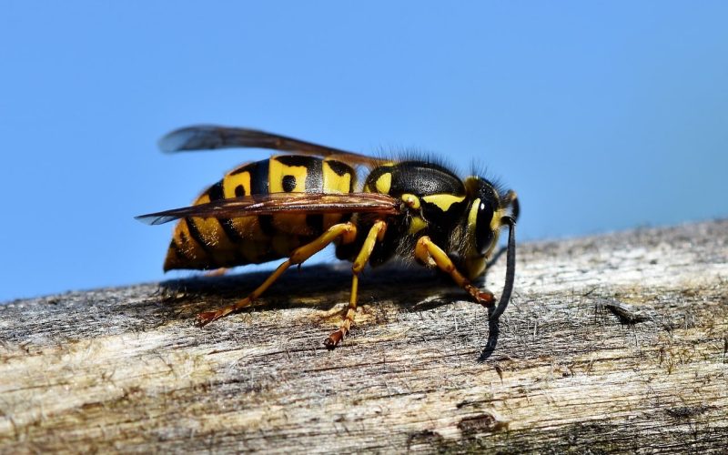 How to Get a Wasp Out of Your House