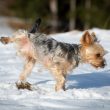 How to Get Dog Pee smell Out of Carpet