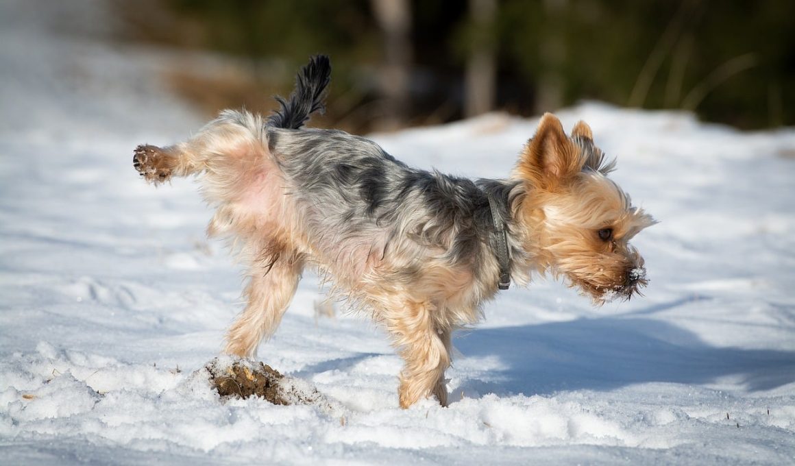 How to Get Dog Pee smell Out of Carpet