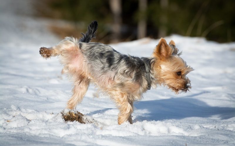 How to Get Dog Pee smell Out of Carpet