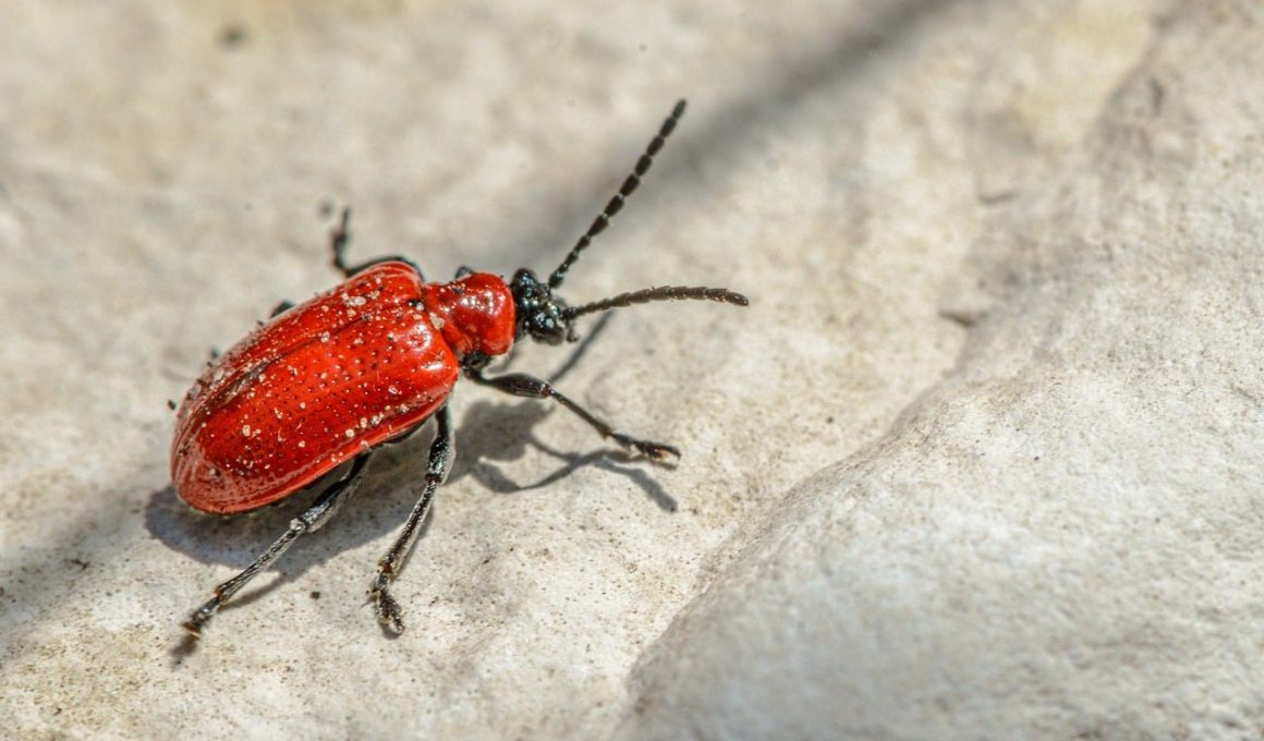 How to Get Rid of Carpet Beetles