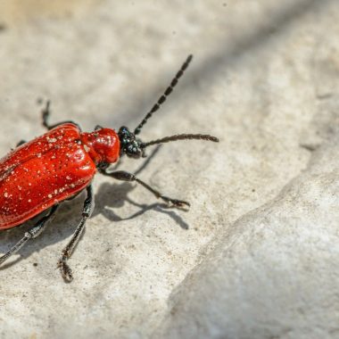 How to Get Rid of Carpet Beetles