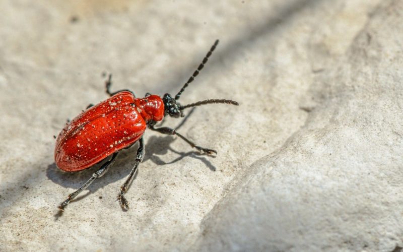 How to Get Rid of Carpet Beetles