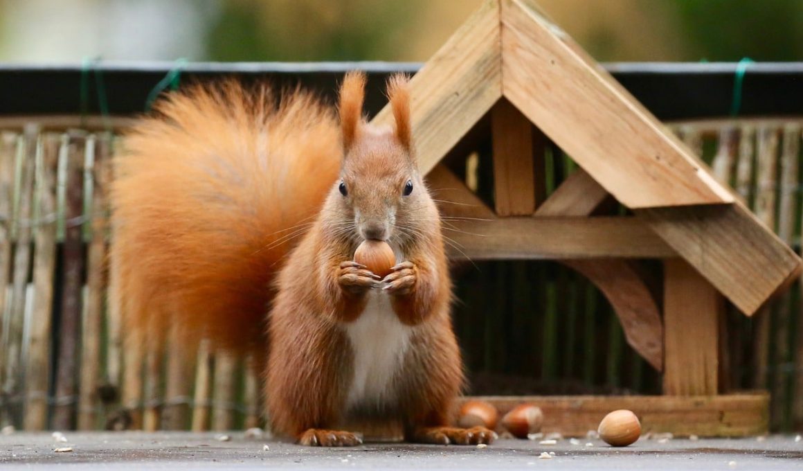 How to Get Squirrels Out of Your House?