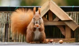 How to Get Squirrels Out of Your House?