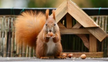 How to Get Squirrels Out of Your House?