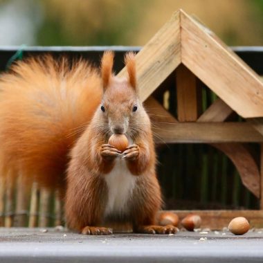 How to Get Squirrels Out of Your House?