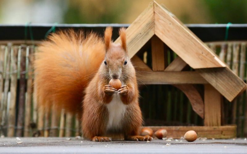How to Get Squirrels Out of Your House?