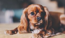 How to Puppy Proof Your House