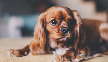 How to Puppy Proof Your House