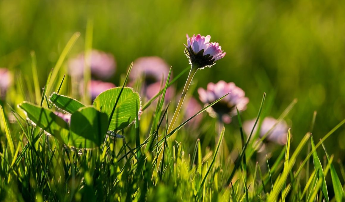 Low-maintenance Full Sun Perennials