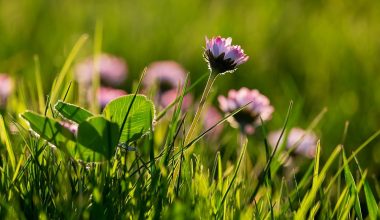 Low-maintenance Full Sun Perennials