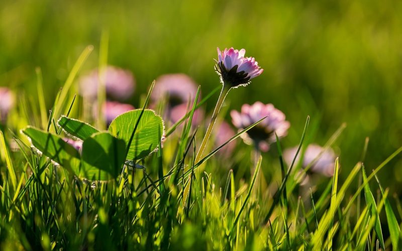 Low-maintenance Full Sun Perennials