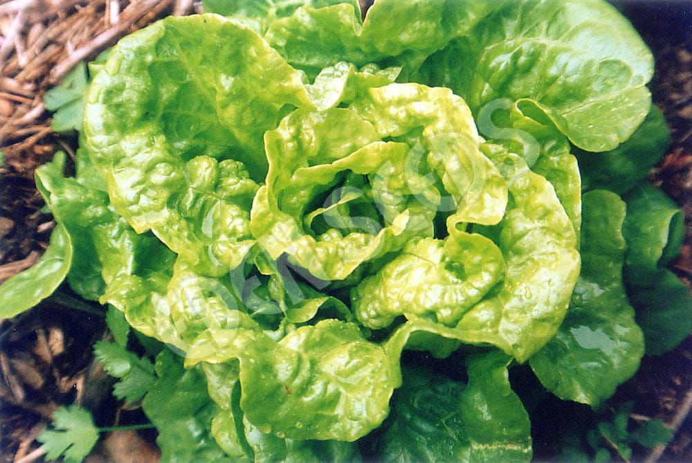 mignonette lettuce