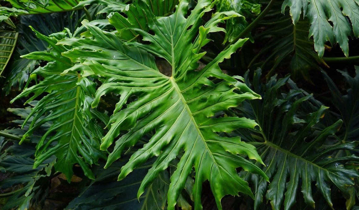 Philodendron Houseplant